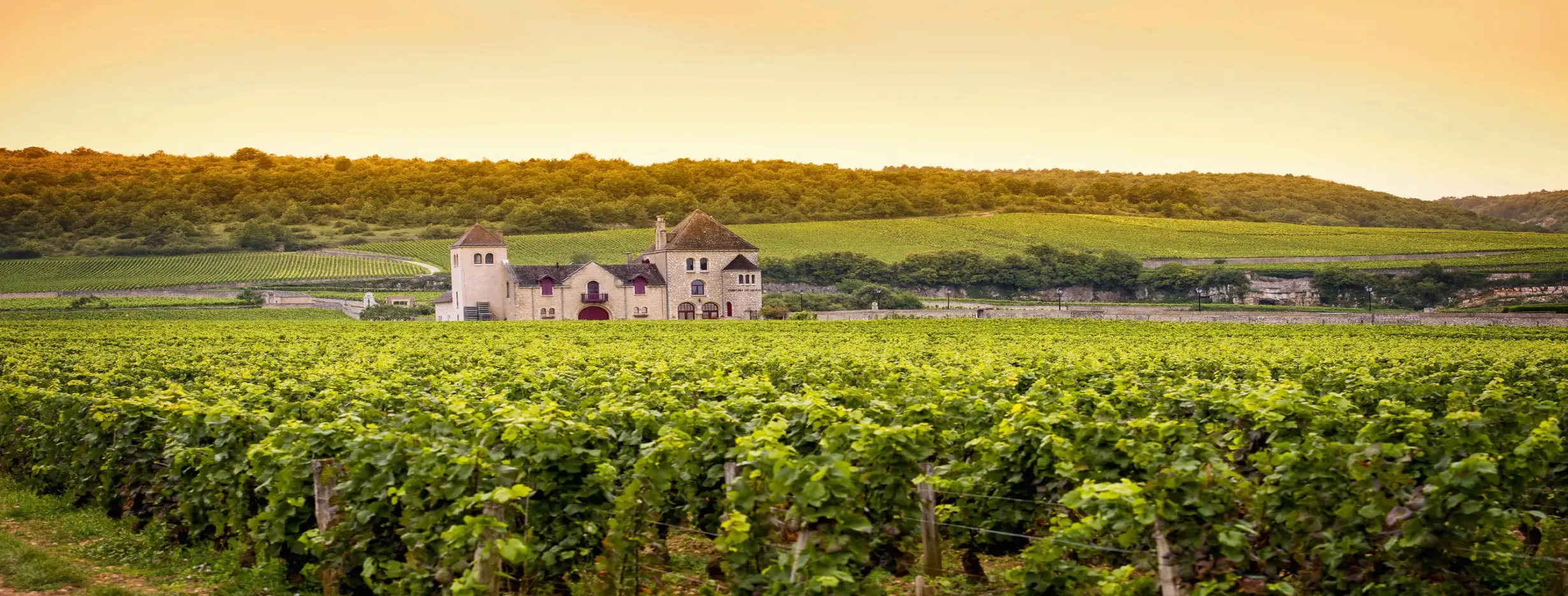 Image for Princes Vineyard